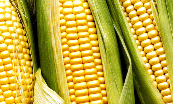 Daabon Colombia: Beneficios del maíz en la salud